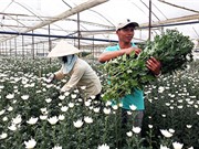 Lâm Đồng: Nông dân trồng hoa xuất ngoại