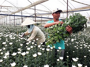 Lâm Đồng: Nông dân trồng hoa xuất ngoại