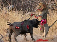 Clip động vật đại chiến ấn tượng nhất tuần: Trâu húc chết sư tử, rồng Komodo xé xác linh dương 