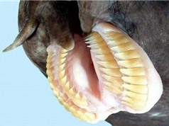 Những loài "thủy quái" có miệng đáng sợ nhất thế giới