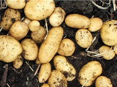 Kỹ thuật trồng khoai tây tại nhà cho củ sai, ít sâu bệnh