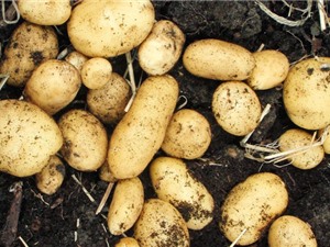 Kỹ thuật trồng khoai tây tại nhà cho củ sai, ít sâu bệnh