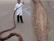 "Thủy quái" khổng lồ trôi dạt vào bờ biển Nhật Bản