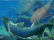 Tìm thấy cá bọc thép 420 triệu tuổi ở Trung Quốc
