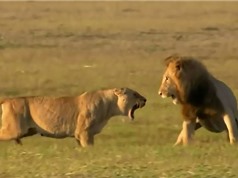 Clip: Sư tử cái liều chết với sư tử đực để bảo vệ con