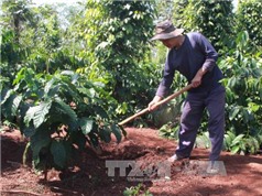 Đắk Lắk: Sẽ quy hoạch lại diện tích trồng để tăng giá trị cà phê Việt Nam