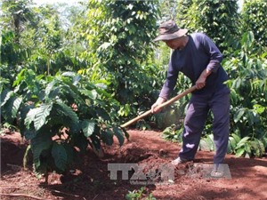 Đắk Lắk: Sẽ quy hoạch lại diện tích trồng để tăng giá trị cà phê Việt Nam