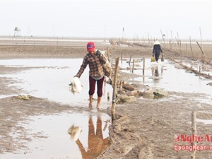 Nghệ An: Dân vào mùa săn 'thần dược' hàu biển