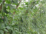 Mẹo trồng và chăm sóc đậu đũa trong thùng xốp cho quả sai, ít sâu bệnh