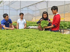 Lâm Đồng: Thạc sỹ 8x khởi nghiệp bằng vườn rau thuỷ canh