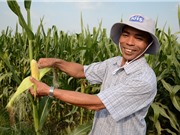 Biến Việt Nam thành nơi xuất khẩu giống GMO của khu vực?