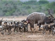Clip: Bầy chó hoang truy sát linh dương vằn Kudu