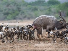 Clip: Bầy chó hoang truy sát linh dương vằn Kudu