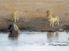 Clip: Sư tử săn giết tê giác đang mang thai