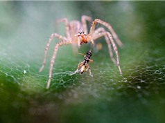 KHÓ TIN: Loài nhện tiêu thụ hàng triệu tấn côn trùng mỗi năm
