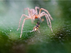 KHÓ TIN: Loài nhện tiêu thụ hàng triệu tấn côn trùng mỗi năm