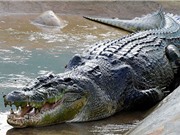 Mexico truy tìm cá sấu dài 3 m bị nghi ăn thịt người