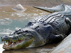 Mexico truy tìm cá sấu dài 3 m bị nghi ăn thịt người