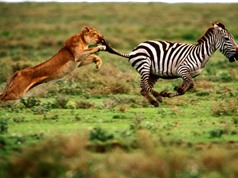 Clip: Sư tử phục kích trong đám cỏ săn ngựa vằn