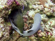 Clip: Lươn biển nuốt gọn cá mập