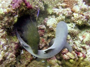 Clip: Lươn biển nuốt gọn cá mập
