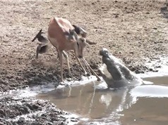 Clip: Linh dương Impala thoát chết ngoạn mục trước hàm cá sấu