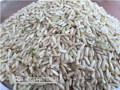 Gạo séng cù - giống ngoại thành đặc sản Lào Cai