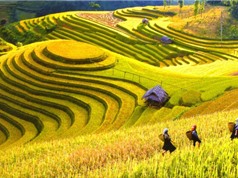 Việt Nam lọt top 10 quốc gia có sản lượng lúa gạo lớn nhất thế giới