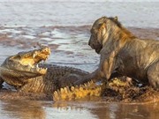 Clip: Sư tử giết cá sấu trên sông
