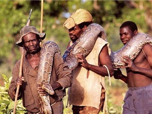 Clip: Thổ dân châu Phi dùng người "câu" trăn khổng lồ