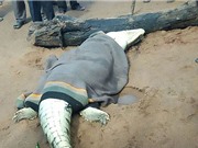 Giết chết cá sấu khổng lồ ăn thịt người ở Zimbabwe