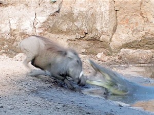 Clip: Cá sấu tóm gọn heo rừng trong tích tắc