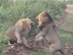 Clip: Màn hỗn chiến kịch liệt của 2 con sư tử đực