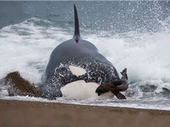 Clip: Cá voi sát thủ lao lên bờ săn giết hải cẩu