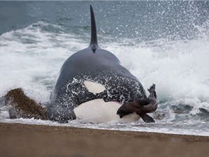 Clip: Cá voi sát thủ lao lên bờ săn giết hải cẩu