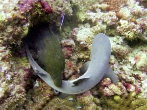 Clip động vật đại chiến ấn tượng nhất tuần: Lươn biển nuốt cá mập, sử tử giết cá sấu