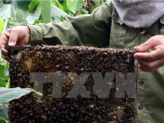 Tây Nguyên đầu tư cho ngành nuôi ong hàng hóa