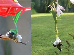 Clip: Màn săn chim ruồi và chuột “siêu tốc” của bọ ngựa