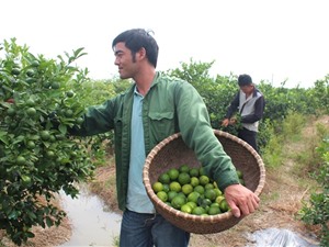 Thu nhập hàng trăm triệu/năm nhờ về làng thuê đất trồng chanh 4 mùa và táo ngọt