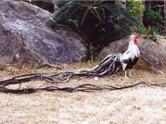Các “đại gia” Việt ráo riết săn giống gà có đuôi dài trên 7 mét