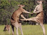 Clip: Màn “đấu võ” kịch tính của Kangaroo