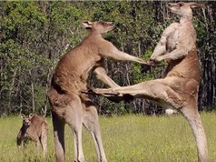 Clip: Màn “đấu võ” kịch tính của Kangaroo