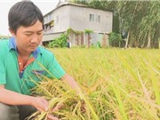 Đồng Tháp: Hiệu quả áp dụng mô hình giảm giá thành sản xuất lúa