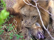 Clip: Bầy sư tử sát hại linh cẩu dã man