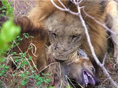 Clip: Bầy sư tử sát hại linh cẩu dã man
