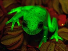 Phát hiện loài ếch huỳnh quang đầu tiên trên thế giới
