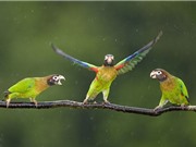 Clip: Những màn “quẩy tưng bừng” vô cùng hài hước của loài vẹt