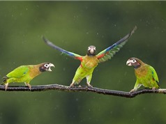 Clip: Những màn “quẩy tưng bừng” vô cùng hài hước của loài vẹt