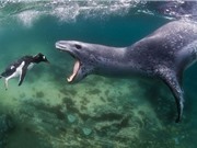 Clip: Hải cẩu săn giết chim cánh cụt