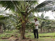 Quảng Ngãi: Thu nhập cao nhờ trồng dừa dứa